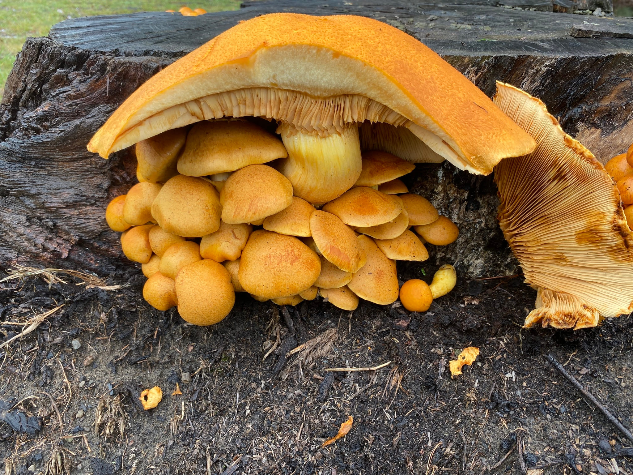 Gym mushroom by Caitlin Anderson