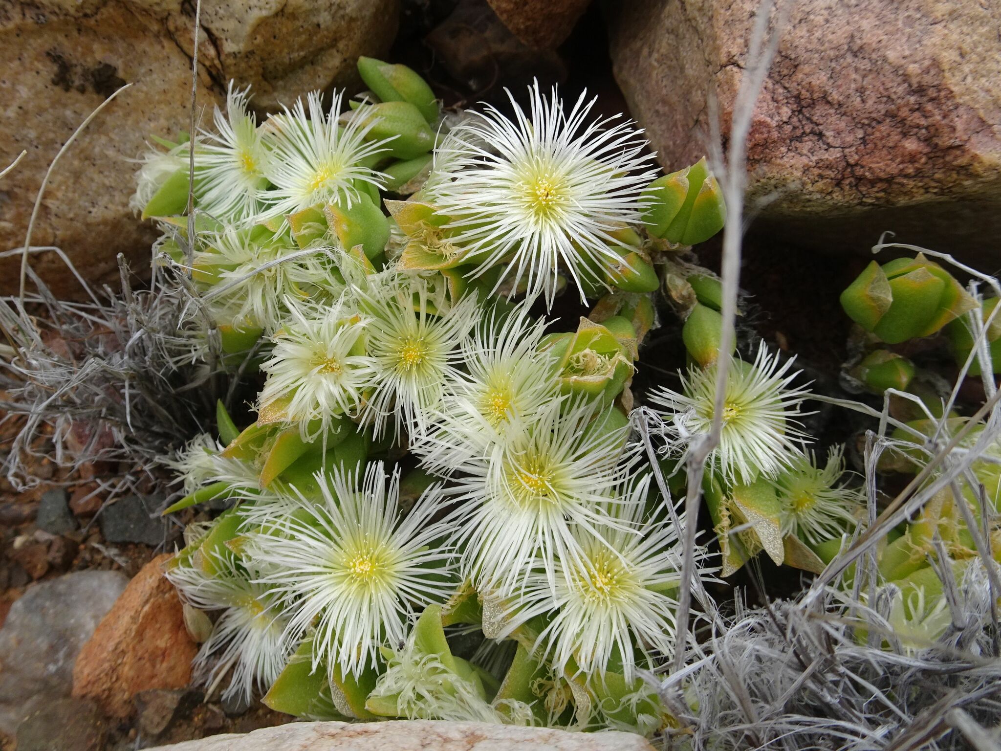 Kanna leaf by Thomas Koffel