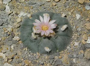 Peyote