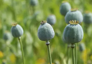 Opium poppies