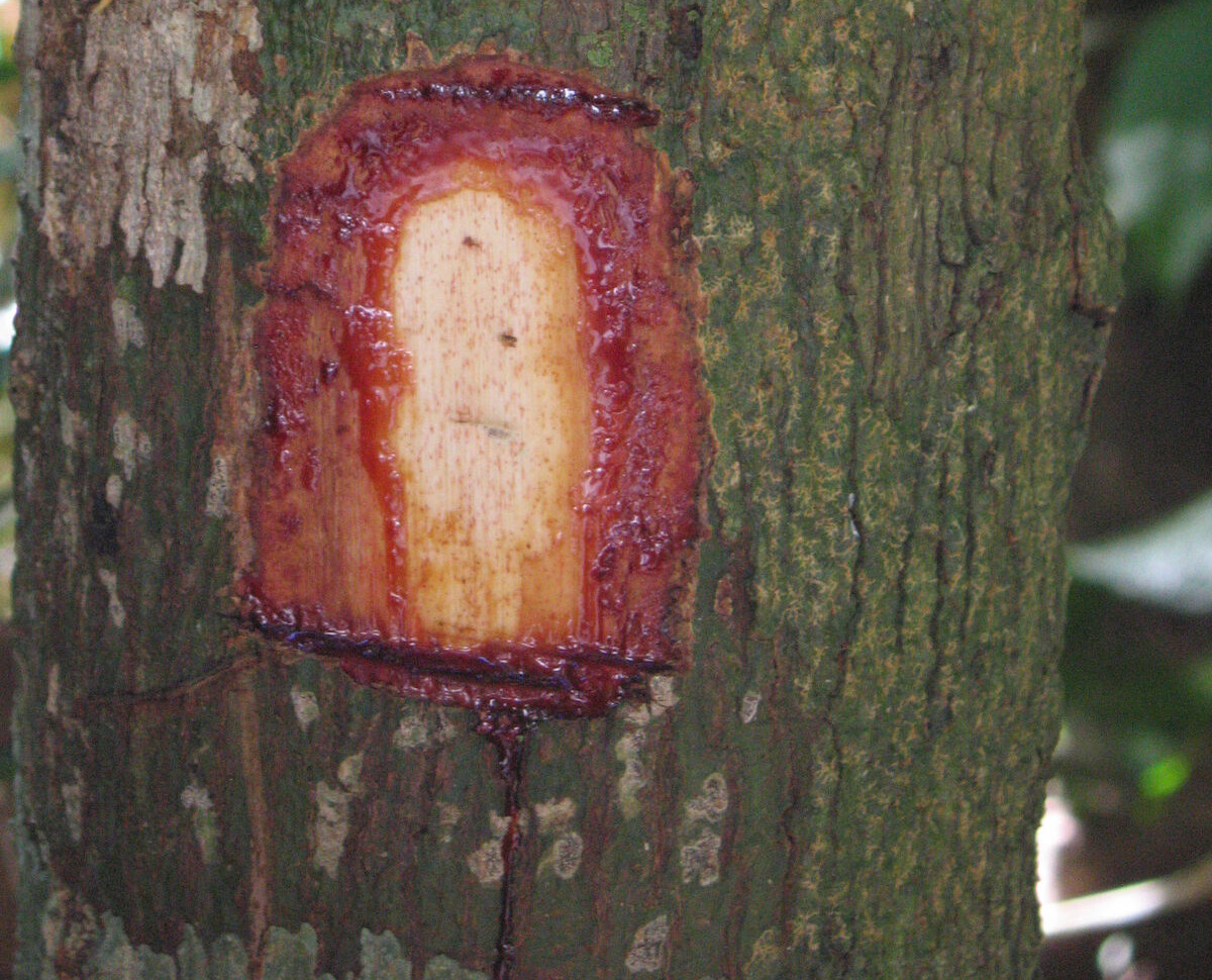 Virola bark by RBG Kew